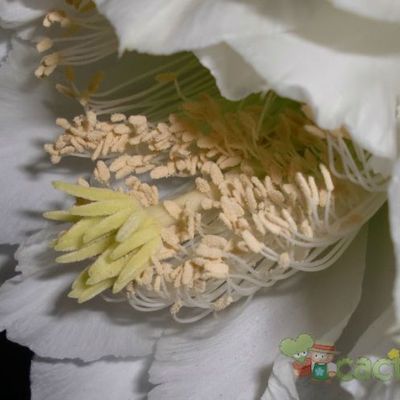 Fotografía tomada por emidenoemi Fotografía tomada por emidenoemi