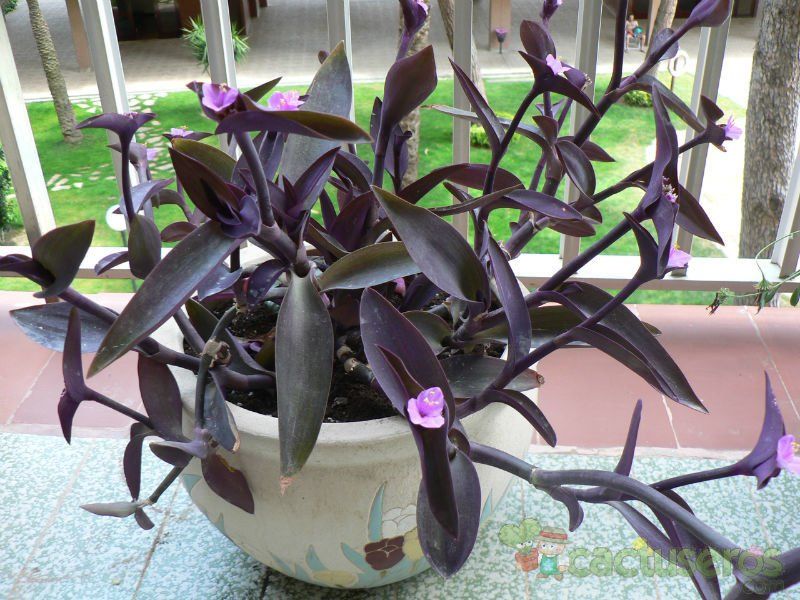 Tradescantia Pallida 8018